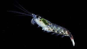 Krill, any member of the crustacean order euphausiacea or of the genus euphausia within that suborder. Protecting Antarctic Krill The Pew Charitable Trusts