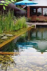 Ekovodoem Dlya Kupaniya Pool Plants Swimming Pond Backyard Pool