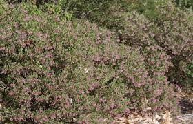 It gets its name from the fact that it loves moisture and it's cheating a little bit to say native orchids are one of our airport pickup company's favorite flowers, since there are sixty species of native orchids in jamaica. Ten Easy Native Plants For The Bay Area