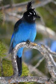 Blue Birds Native To Colorado Blue Bird From Colorado Beautiful Birds Birds Nature Birds