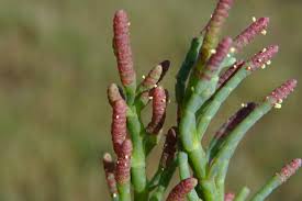 Image result for Sarcocornia