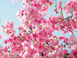 Spring flowering branch with japanese haiku and temple. What Is Haiku With Pictures