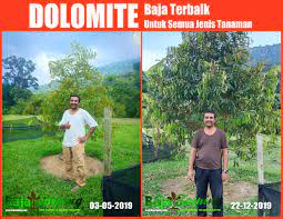 Artikel malam selasa ini saya kongsikan jenis baja yang perlu anda gunakan untuk tumbesaran pokok durian. Pembekal Baja Taiping Cara Mengatasi Masalah Pokok Durian