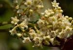 Image result for Maesa lanceolata