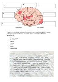 Find out with this collection of fun facts and a colorful diagram of the brain. Worksheet On Brain Structure Using An Fmri Teaching Resources