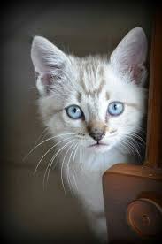 Finding Neverland Photo Tap The Link For An Awesome Selection Cat And Kitten Products For Your Feline Companion Pretty Cats Beautiful Cats Cats