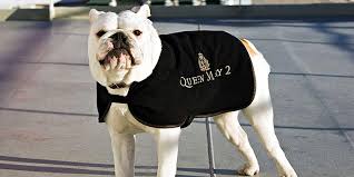 Compare dog & cat friendly hotels w/ our price match guarantee! Top 10 Dog Friendly Cruises For Your Next Holiday