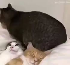Follow My Account For More Videos Account Follow Videos Cute Cats Cute Animals Cute Funny Animals