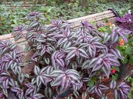 Check spelling or type a new query. Pin By Mara Meronek On Garden Delights Tradescantia Zebrina Inch Plant Plants