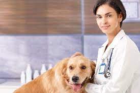 De esta manera existen veterinarios especializados en el ganado y que trabajan en la industria ganadera. Veterinario En Ingles Traductor De Espanol A Ingles Ingles Com