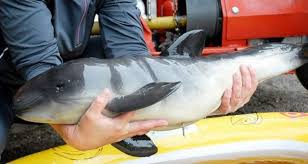 Für die kleine population ist dabei das ertrinken in fangnetzen die größte gefahr.2. Schweinswale