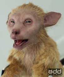 Wolf Like Me season 2. @stanaustralia @peacock @madeupstories Our baby  💚🖤🤍 Designed and sculpted digitally by Adam Johansen @adman855 . This  was one of the most refined cable controlled puppets we've ever