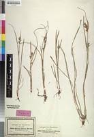 Image result for Scleria foliosa