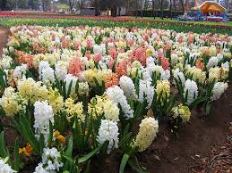 Maybe you would like to learn more about one of these? Hyacinth Flowers Facts Varieties Growing And Plant Caring Tips