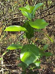 Image result for Premna velutina