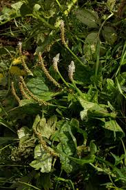 Image result for Plantago palmata
