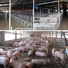 How To Build A Modern Piggery Farm Mus Agro