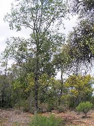 Image result for Surianaceae