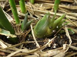 ミョウガ みょうが 茗荷 栽培 収穫量を増やす上手な育て方 暇人主婦の家庭菜園 楽天ブログ