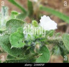 Image result for Seddera suffruticosa
