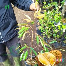 Jual bibit alpukat di bandung hub. Jual Bibit Pohon Durian Bawor Tinggi 1 Meter Unggulan Berkualitas