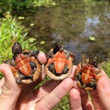 Like puppies, bunnies, babies, and so on. These Expressive Baby Loggerhead Turtles Are The Cutest Things I Ve Seen All Day Aww