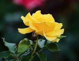 Free Image On Pixabay Yellow Rose Profile Flower Yellow Roses Flowers Rose