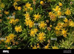 Image result for Euryops chrysanthemoides