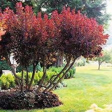 10 Ways To Transform Your Outdoor Space Smoke Bush Smoke Tree Garden Shrubs