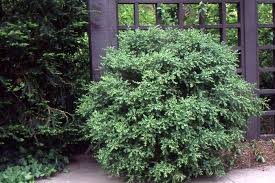 Image result for Buxus acutata