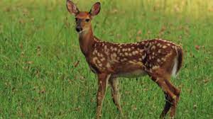 And when deer have the munchies, they will eat anything! Flowers And Shrubs That Deer Won T Eat Dengarden