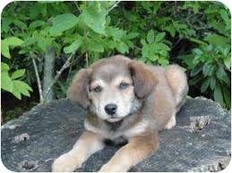 Huskies should be socialized with other pets when they are puppies. Spruce Pine Nc Husky Meet Aloha A Pet For Adoption