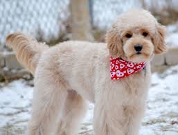 Lamp Clip 1 Body Blended Into Longer Legs Goldendoodle Haircuts Goldendoodle Grooming Goldendoodle