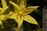 Image result for Hypoxis sp. A (as per FZ 12-3)