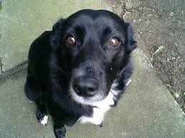 Black And White Collie Mix Lillian Silk Pawshake Lab Mix Puppies Border Collie Lab Mix Collie Mix