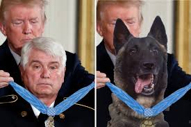 Trump Tweets Faked Photo Of Hero Dog Getting A Medal Fake Photo Lap Dogs Hero