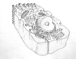 Maybe you would like to learn more about one of these? Section Of An Animal Cell By Trdartz On Deviantart