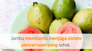 Jambu batu adalah salah satu buah yang disukai oleh masyarakat, yang mana biasanya diolah menjadi jus dan rojak. Antara Bahaya Dan Manfaat Buah Jambu Biji Merah Untuk Ibu Hamil Muda Youtube
