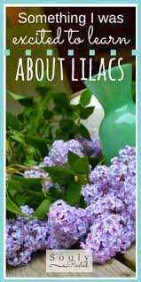 History Of The Lilac Bush Soulyrested Lilac Bushes Backyard Farming Flower Garden
