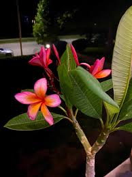 Image result for Plumeria rubra