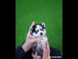 Hi animal lovers, i see you are looking for 88+ shiba inu rolly teacup puppies. Micro Husky Puppy Cute Video Youtube