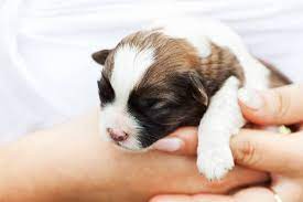 A Los Cuantos Dias Abren Los Ojos Los Perritos