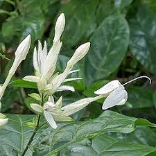 Image result for Whitfieldia