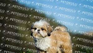 Shih Tzu Kopek Cinsi Egitimi Ve Ozellikleri Pet Okulu
