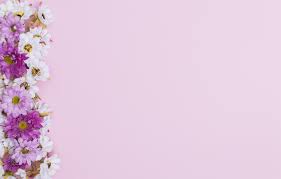 Check spelling or type a new query. Wallpaper Flowers Pink Background Chrysanthemum Images For Desktop Section Cvety Download