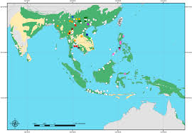 Image result for Flabellariopsis acuminata