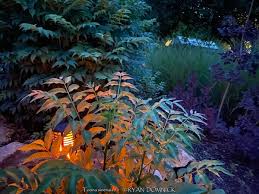 Image result for Toona