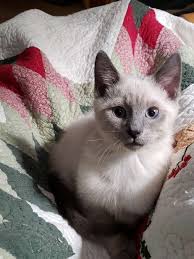 Siamese cats sia and breed information (traditional and modern) note: Siamese Cat Rescue Center