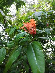 Image result for Ixora sp. A