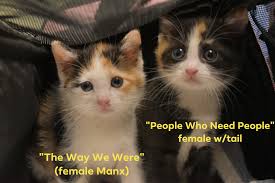 Reserved for a home 🏡 Our next kitten for adoption is sweet cremina. She  is a beautiful 7 month old kitten with a perfect character. She is loving,  caring, sweet, playful and